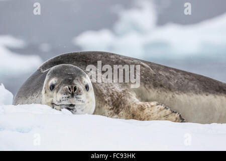 Erwachsenen Seeleopard (Hydrurga Leptonyx), holte auf Eis in der Buls Bay, Brabant Island, Antarktis, Polarregionen Stockfoto