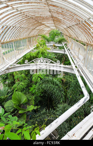 Empfindliche Pflanzen im Inneren das Palmenhaus in Kew Gardens Royal Botanical Gardens London England UK Stockfoto