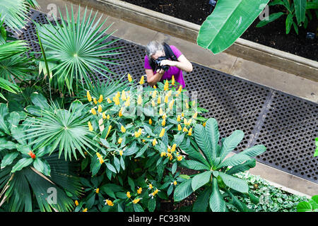 Jemand mit dem Fotografieren ein Lutscher Pflanze im Palmenhaus in Kew Gardens Royal Botanical Gardens London England UK Stockfoto