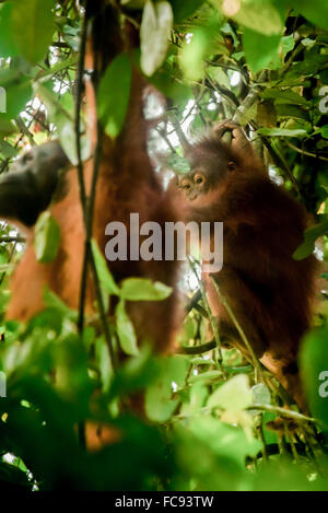 Wilder Bornean Orangutan (Pongo pygmaeus more) in natürlichem Lebensraum während des Entwöhnungsprozesses. Stockfoto