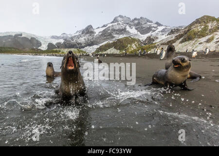 Eine neugierige junge antarktische Seebär (Arctocephalus Gazella) Gold Harbour, Südgeorgien, Polarregionen Stockfoto