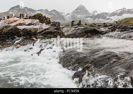 Makkaroni Pinguine (Eudyptes Chrysolophus) Rückkehr in die Kolonie in den Polargebieten Cooper Bay, Süd-Georgien, Zucht Stockfoto