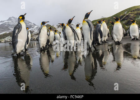 Königspinguine (Aptenodytes Patagonicus) am Strand von Gold Harbour, Südgeorgien, Polarregionen Stockfoto