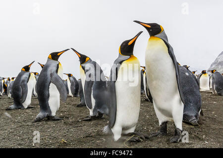 Königspinguine (Aptenodytes Patagonicus) am Strand von Gold Harbour, Südgeorgien, Polarregionen Stockfoto