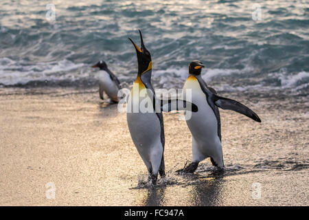 Königspinguine (Aptenodytes Patagonicus) wieder aus dem Meer bei Gold Harbour, Südgeorgien, Polarregionen Stockfoto