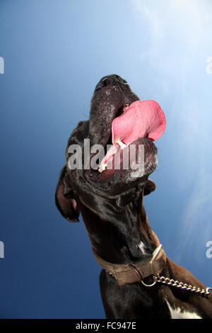 einen großen freundlichen schwarzen Dogge Hund mit seiner Zunge heraus, trägt ein Halsband und Leine von unten fotografiert. Stockfoto