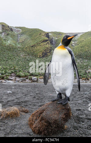 König Pinguin (Aptenodytes Patagonicus), Zucht Kolonie in Gold Harbour, Südgeorgien, Polarregionen Stockfoto
