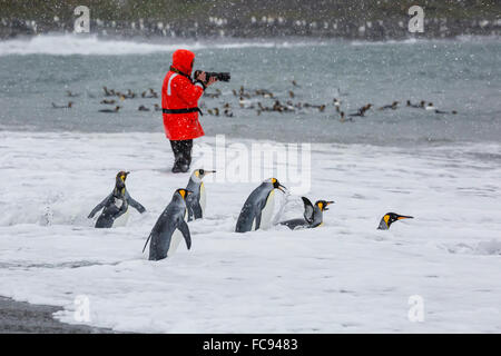 Erwachsenen König Penguins (Aptenodytes Patagonicus) gehen auf das Meer bei St. Andrews Bay, Süd-Georgien, Polarregionen Stockfoto
