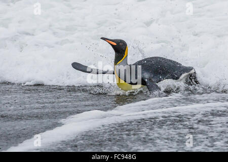 Erwachsenen König Pinguin (Aptenodytes Patagonicus) Rückkehr aus dem Meer bei St. Andrews Bay, Süd-Georgien, Polarregionen Stockfoto