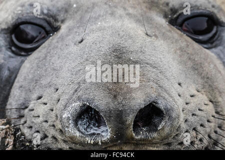 Südlichen See-Elefanten Bull (Mirounga Leonina), Mauser in Gold Harbor, Übersee Protektorat Süd-Georgien, Großbritannien, Polarregionen Stockfoto