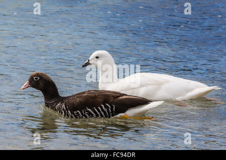 Erwachsenen Seetang Gans paar (Chloephaga Hybrida), weiblich in Front, neue Island Nature Reserve, Falkland-Inseln, Südamerika Stockfoto