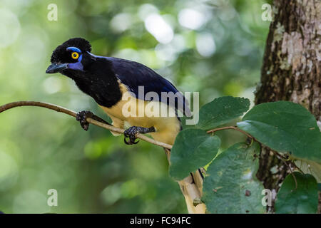 Adult Plüsch-crested Jay (Cyanocorax Chrysops), in Iguazu Falls National Park, Misiones, Argentinien, Südamerika Stockfoto