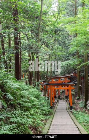 Fushimi Inari-Taisha, Shinto-Schrein, vermilion Torii Toren Linie Pfade im Wald Wald am Mount Inari, Kyoto, Japan, Asien Stockfoto