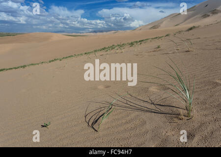 Pflanzen Sie wachsen auf riesigen Sanddünen auf einem Sommer Abend, Khongoryn Els, Wüste Gobi, Mongolei, Zentralasien, Asien Stockfoto