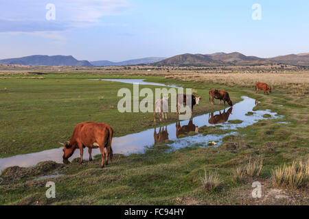 Kühe spiegelt sich in einem kleinen Pool, Rasen und Berge, abends, Khogno Khan Uul Nature Reserve, Gurvanbulag, Bulgan, Mongolei Stockfoto