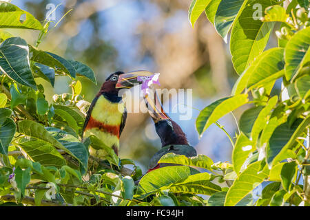 Kastanien-Schmuckschildkröte Aracari (Pteroglossus Castanotis), paar Fütterung in Iguazu Falls National Park, Misiones, Argentinien Stockfoto