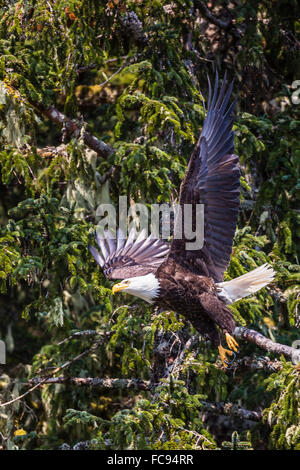 Erwachsenen Weißkopf-Seeadler (Haliaeetus Leucocephalus), See Eva, Baranof Island, südöstlichen Alaska, Vereinigte Staaten von Amerika, Nordamerika Stockfoto