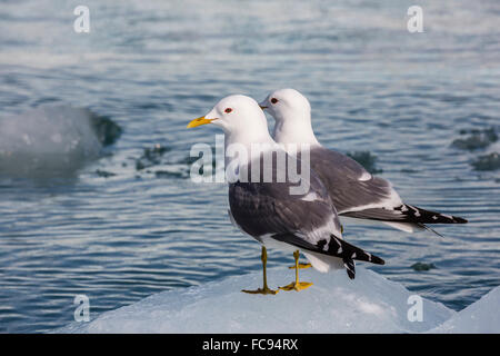 Erwachsenen Mew Möwen (Larus Canus) auf dem Eis in Tracy Arm-Fords Terror Wilderness Area, südöstlichen Alaska, Vereinigte Staaten von Amerika Stockfoto