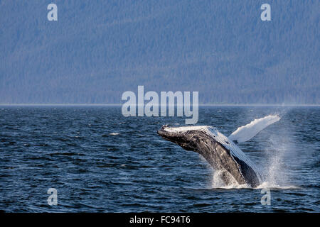 Mutter, Buckelwal (Impressionen Novaeangliae) verletzt in der Nähe von ihrem Kalb in Icy Strait, südöstlichen Alaska, Vereinigte Staaten von Amerika Stockfoto