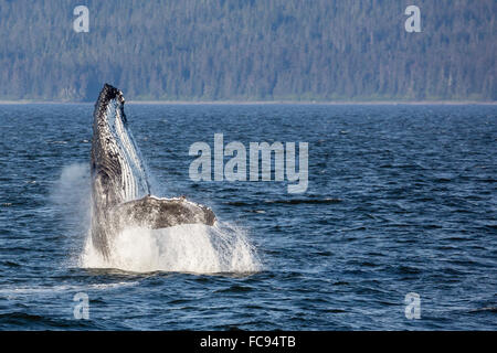 Mutter, Buckelwal (Impressionen Novaeangliae) Verletzung in Icy Strait, südöstlichen Alaska, Vereinigte Staaten von Amerika Stockfoto