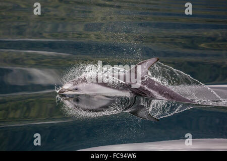 Pacific weiß-sided Dolphin (Lagenorhynchus Obliquidens), auftauchen in Johnstone Strait, Britisch-Kolumbien, Kanada, Nordamerika Stockfoto