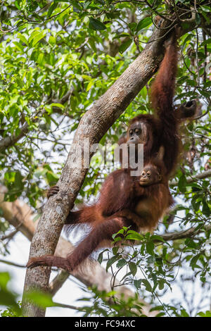 Wieder Mutter und Säugling Orang-Utan (Pongo Pygmaeus) im Baum in Tanjung Puting Nationalpark, Borneo, Indonesien Stockfoto