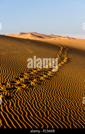 Fußspuren im Sand Dünen, Rub' al Khali oder Khali, Vereinigte Arabische Emirate Stockfoto