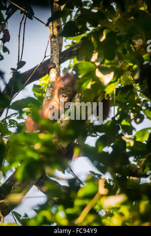 Wildes, juveniles Männchen aus dem Nordosten borneas-Orang-Utan (Pongo pygmaeus morio), das durch Baumblätter im Kutai-Nationalpark, Ost-Kalimantan, Indonesien, guckt. Stockfoto