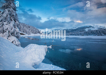 Verschneite Bäume am Ufer des zugefrorenen See Sils, Oberengadin, Graubünden (Graubünden), Schweiz, Europa Stockfoto