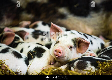 Ferkel in Gloucestershire, England, Vereinigtes Königreich, Europa Stockfoto