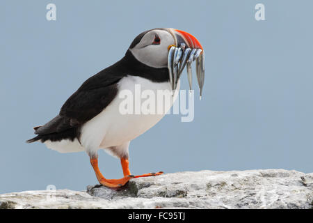 Papageitaucher (Fratercula Arctica) mit Sandaalen, Vereinigtes Königreich, Europa Stockfoto