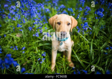 Labrador in Glockenblumen, Oxfordshire, England, Vereinigtes Königreich, Europa Stockfoto