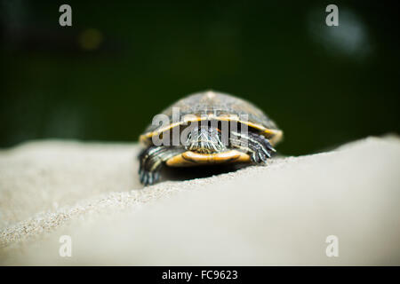 Schildkröte, Central Park, Hong Kong, China, Asien Stockfoto