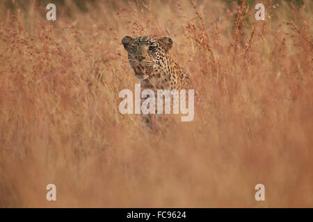 Leopard (Panthera Pardus) in hohe Gräser, Krüger Nationalpark, Südafrika, Afrika Stockfoto