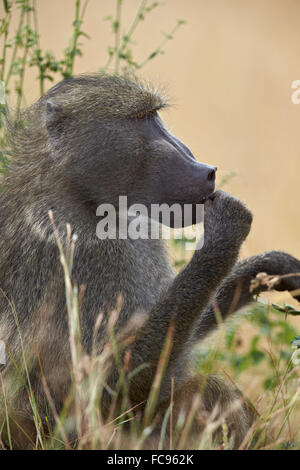 Chacma baboon (Papio ursinus), Krüger Nationalpark, Südafrika, Afrika Stockfoto