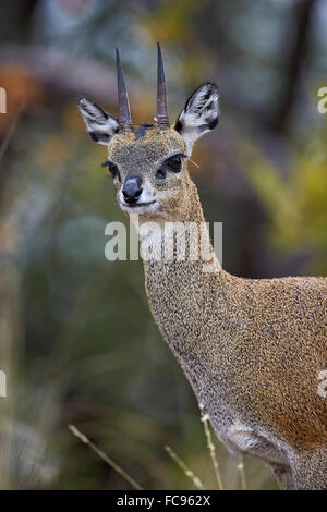 Klipspringer (Oreotragus Oreotragus) männlich, Krüger Nationalpark, Südafrika, Afrika Stockfoto