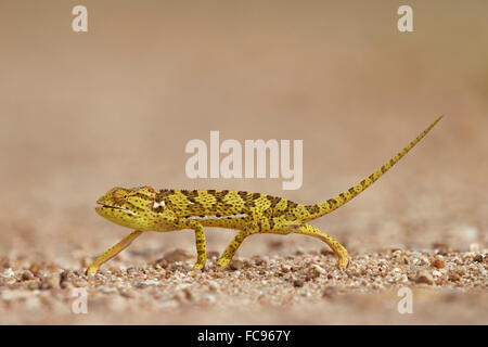 Klappe-necked Chamäleon (Klappe Hals Chamäleon) (Chamaeleo Dilepis), Krüger Nationalpark, Südafrika, Afrika Stockfoto