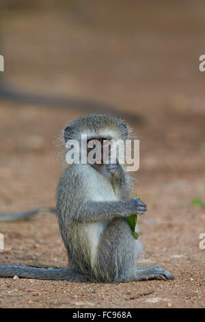 Vervet Affe (Chlorocebus Aethiops), Juvenile, Krüger Nationalpark, Südafrika, Afrika Stockfoto