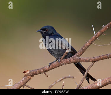 Gabel-tailed Drongo (Dicrurus Adsimilis), Krüger Nationalpark, Südafrika, Afrika Stockfoto