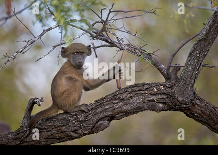 Chacma Pavian (Papio Ursinus) juvenile in einem Baum, Krüger Nationalpark, Südafrika, Afrika Stockfoto