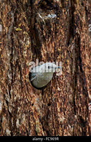 Mountain Bluebird (Sialia Currucoides), weibliche verlassen die Bruthöhle, Yellowstone-Nationalpark, Wyoming, Vereinigte Staaten von Amerika Stockfoto