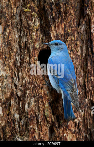 Mountain Bluebird (Sialia Currucoides), männliche an Bruthöhle, Yellowstone-Nationalpark, Wyoming, Vereinigte Staaten von Amerika Stockfoto