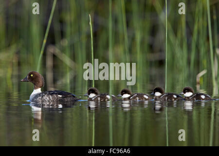 Gemeinsamen Goldeneye (Bucephala Clangula) Weibchen Schwimmen mit vier Küken, Lac Le Jeune Provincial Park, Britisch-Kolumbien, Kanada Stockfoto