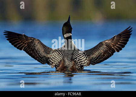 Gemeinsamen Loon (Gavia Immer) erstreckt sich seine Flügel, Lac Le Jeune Provincial Park, Britisch-Kolumbien, Kanada, Nordamerika Stockfoto