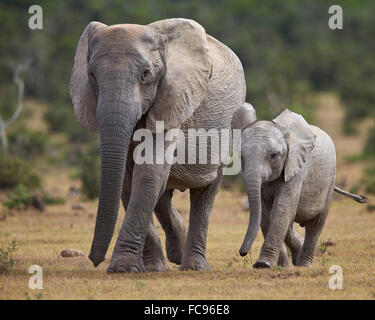 Afrikanischer Elefant (Loxodonta Africana) Erwachsene und Jugendliche, Addo Elephant National Park, Südafrika, Afrika Stockfoto