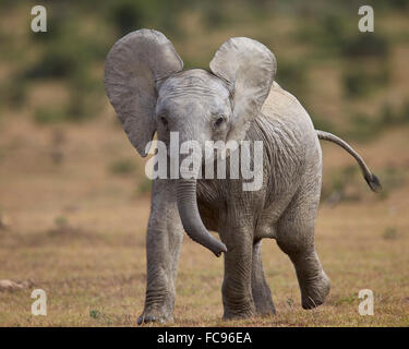 Junge afrikanische Elefant (Loxodonta Africana), Addo Elephant National Park, Südafrika, Afrika Stockfoto