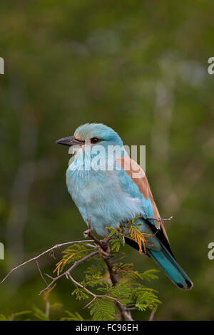 Blauracke (Coracias Garrulus), Krüger Nationalpark, Südafrika, Afrika Stockfoto