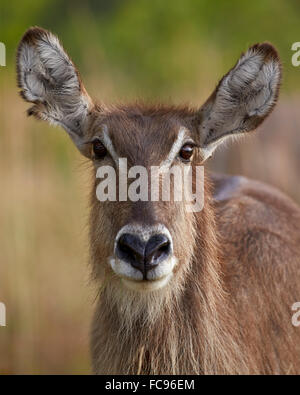 Gemeinsamen Wasserbock (Ellipsen Wasserbock) (Kobus Ellipsiprymnus Ellipsiprymnus) Doe, Krüger Nationalpark, Südafrika, Afrika Stockfoto