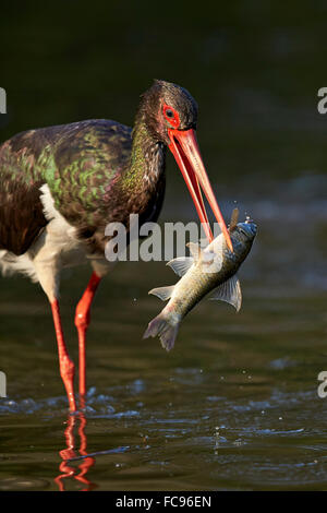 Schwarzstorch (Ciconia Nigra) mit einem Fisch, Krüger Nationalpark, Südafrika, Afrika Stockfoto