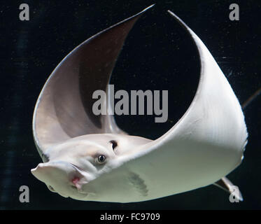 Hamburg, Deutschland. 21. Januar 2016. Ein Gefleckter Adlerrochen schwimmt in einem Aquarium in den Tierpark Hagenbeck in Hamburg, Deutschland, 21. Januar 2016. TPhoto: LUKAS SCHULZE/Dpa/Alamy Live News Stockfoto